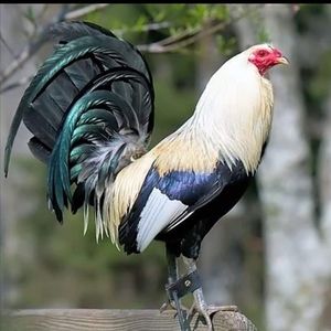 Meet your Posher, Jacob